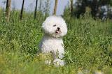 BICHON FRISE 437